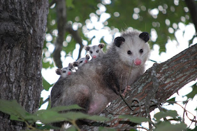 Opossum facts and information