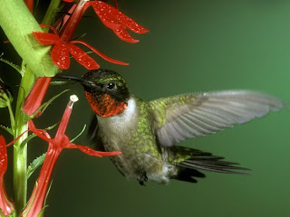 Beautiful Humming Bird Pictures