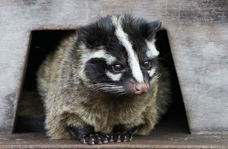 Masked Palm Civet