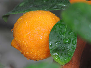 Rangpur Fruit Pictures