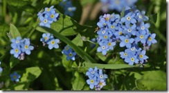 forget me nots