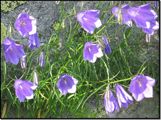 2803-Harebells-Campanula-rotundifolia
