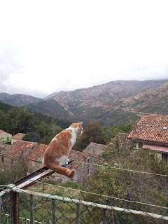 chat perché à Aullène en Alta Rocca