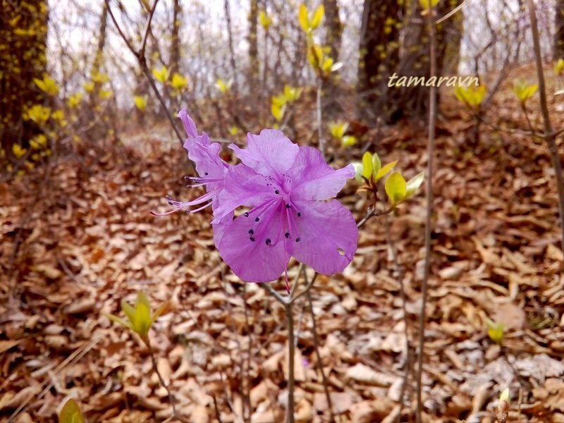 Рододендрон остроконечный (Rhododendron mucronulatum)