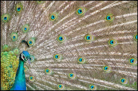 Peacock africa, kayaking bird colors colorful whereisbaer.com Chris Baer