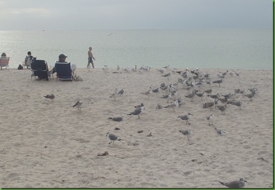 Nokomis Beach (14)