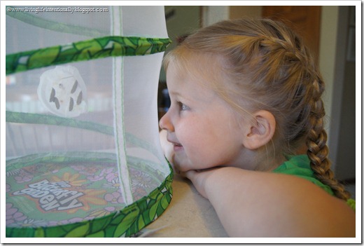 eagerly waiting for butterflies to come out
