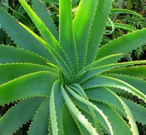 efficacy of aloe vera