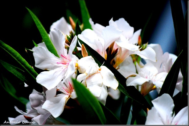 2 DSC_6278X2