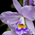 Orchid Orchid