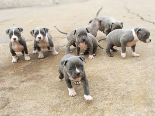 pitbull puppies for sale