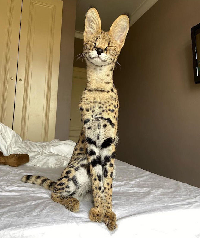 A pet Serval cat