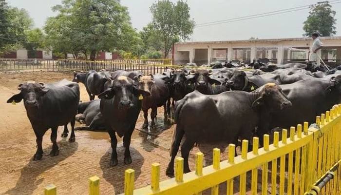 Karachi: Bandits looted buffaloes worth crores from the farm