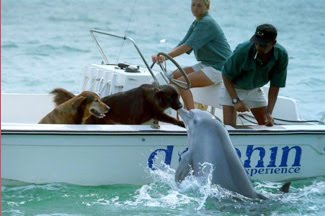 Dolphins In Paradise Dog Meets Dolphin