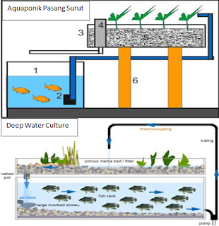 Ayo Bertani Mandiri: Cara Mudah Membuat Aquaponik Di Rumah