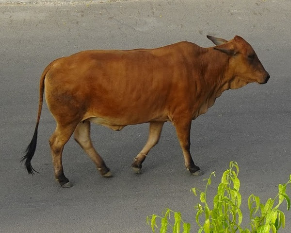 red sindhi cow, red sindhi cattle, red sindhi cow pictures, red sindhi cattle characteristics
