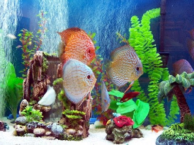 Discus Fish 