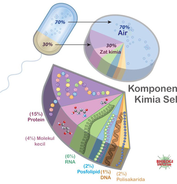 Komponen Kimia Sel lengkap