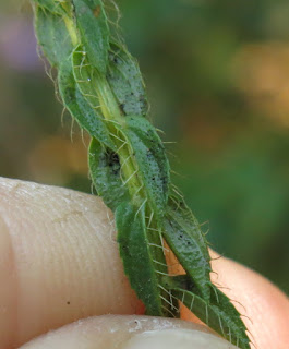 Microlicia sp.