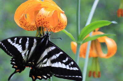 Papilio eurymedon - Pale Swallowtail on Lilium columbianum - Columbia Lily on the Ingalls Creek Trail