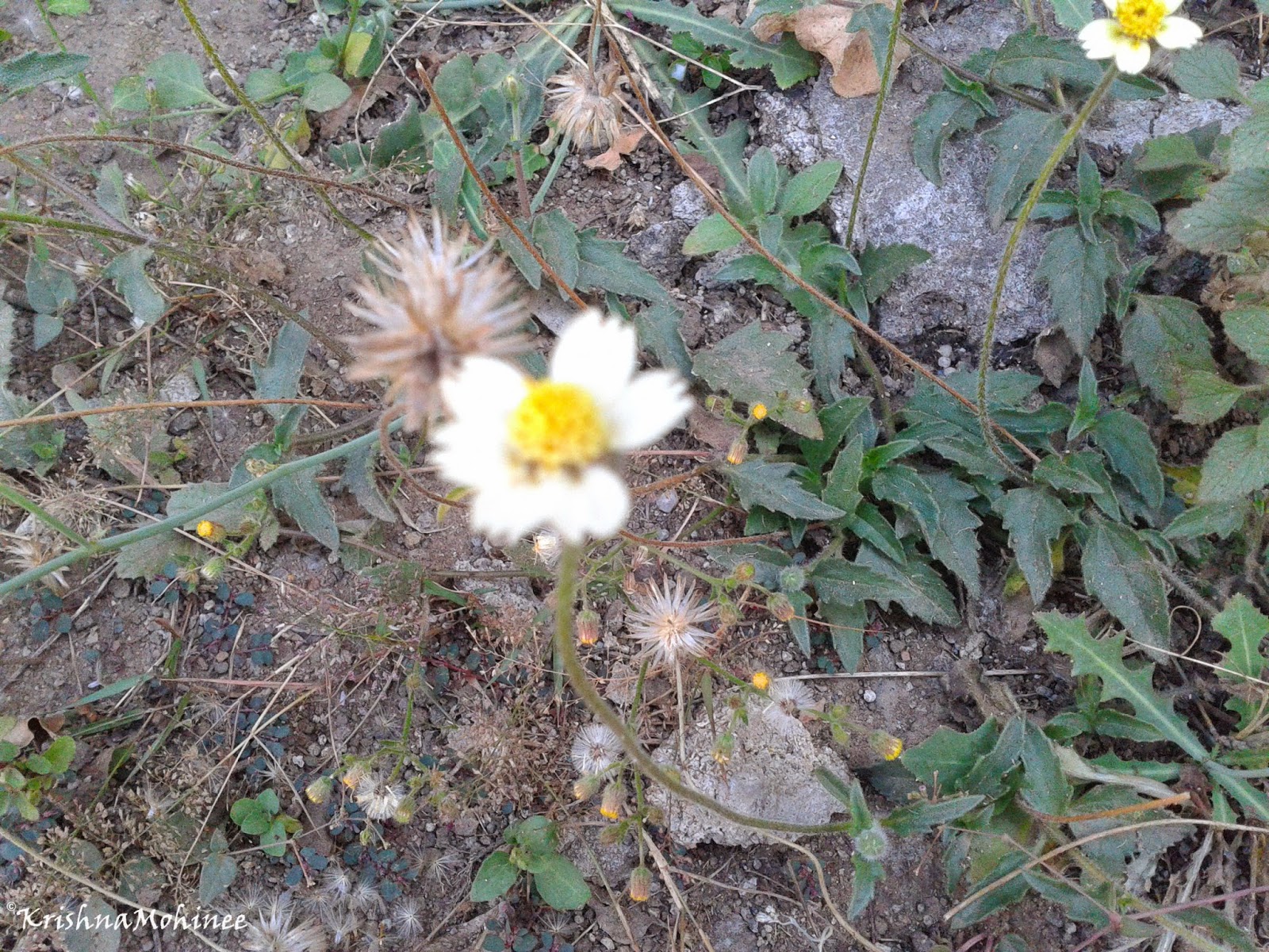 Image: White wild flower