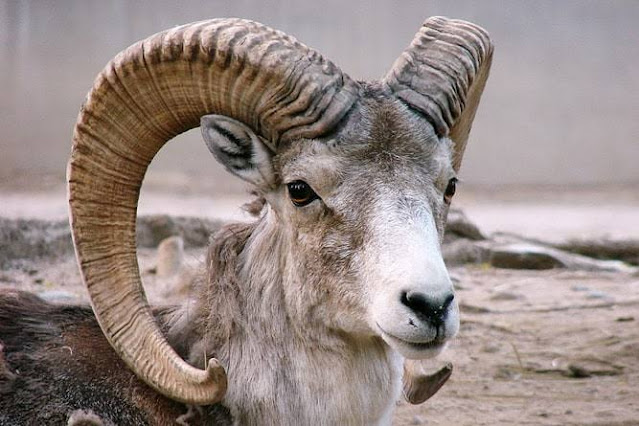 NBWL recommends study on impact of infrastructural projects on wildlife in Ladakh