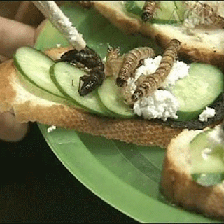 mangiare insetti