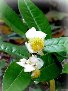 camellia sinensis