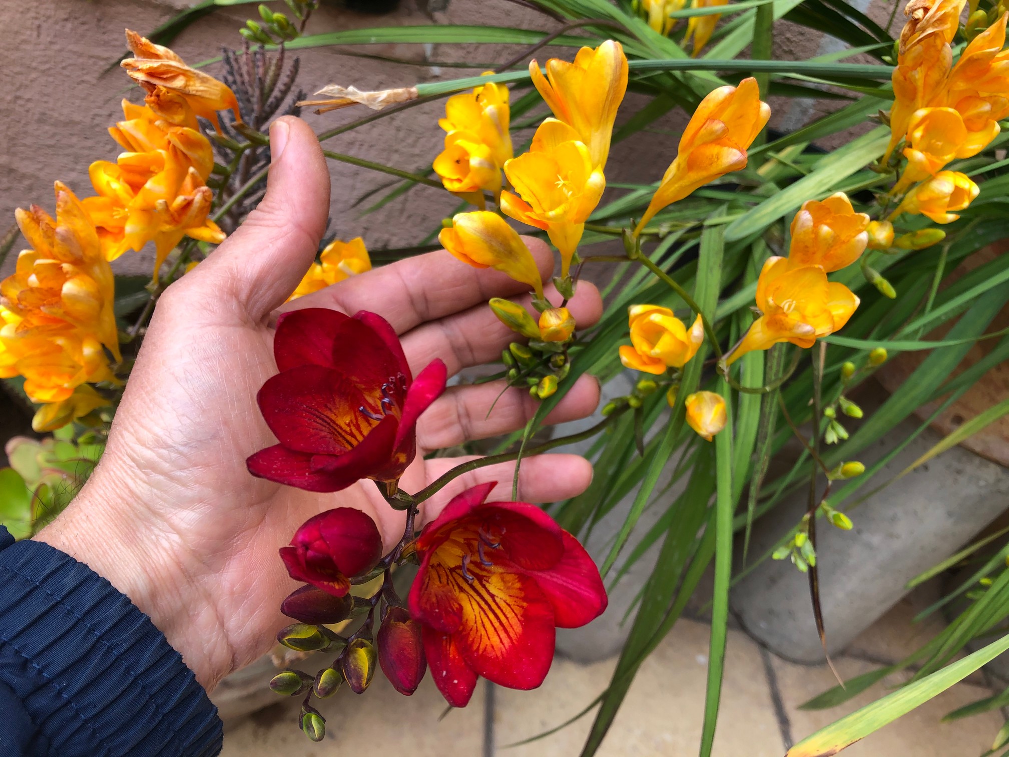 Freesia is an attractive flower, with a strong, pleasantly sweet, citrus-like scent. These lovely and beautiful flowers are easy to grow.