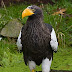 Steller's Sea Eagle