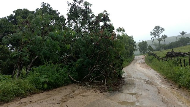 ÁRVORE FRONDOSA CAI E TOMA ESPAÇO NA ESTRADA DE RAINHA ISABEL