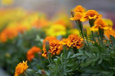 Bunga Marigold