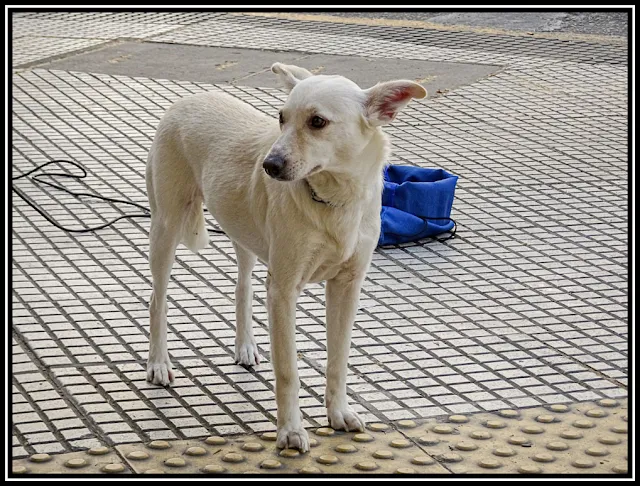 Un perro en la vereda de pie.