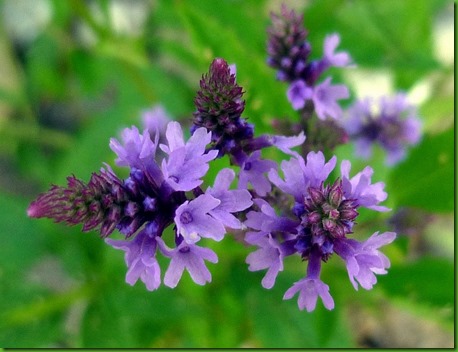 Verbena officinalis 3 Verbena officinalis 3