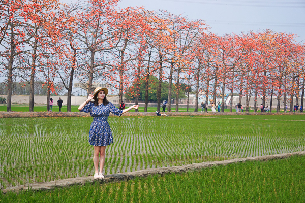 彰化竹塘木棉道位於綠色稻田間的火紅木棉花道，水神樹公廟旁