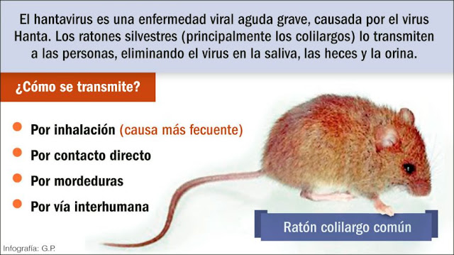 Informacion sobre como se trasmite el hantavirus
