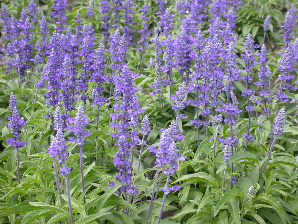 types of flowers yellow Blue Salvia Flower | 1200 x 900