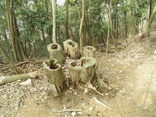 鶏籠山で見かけた切り株