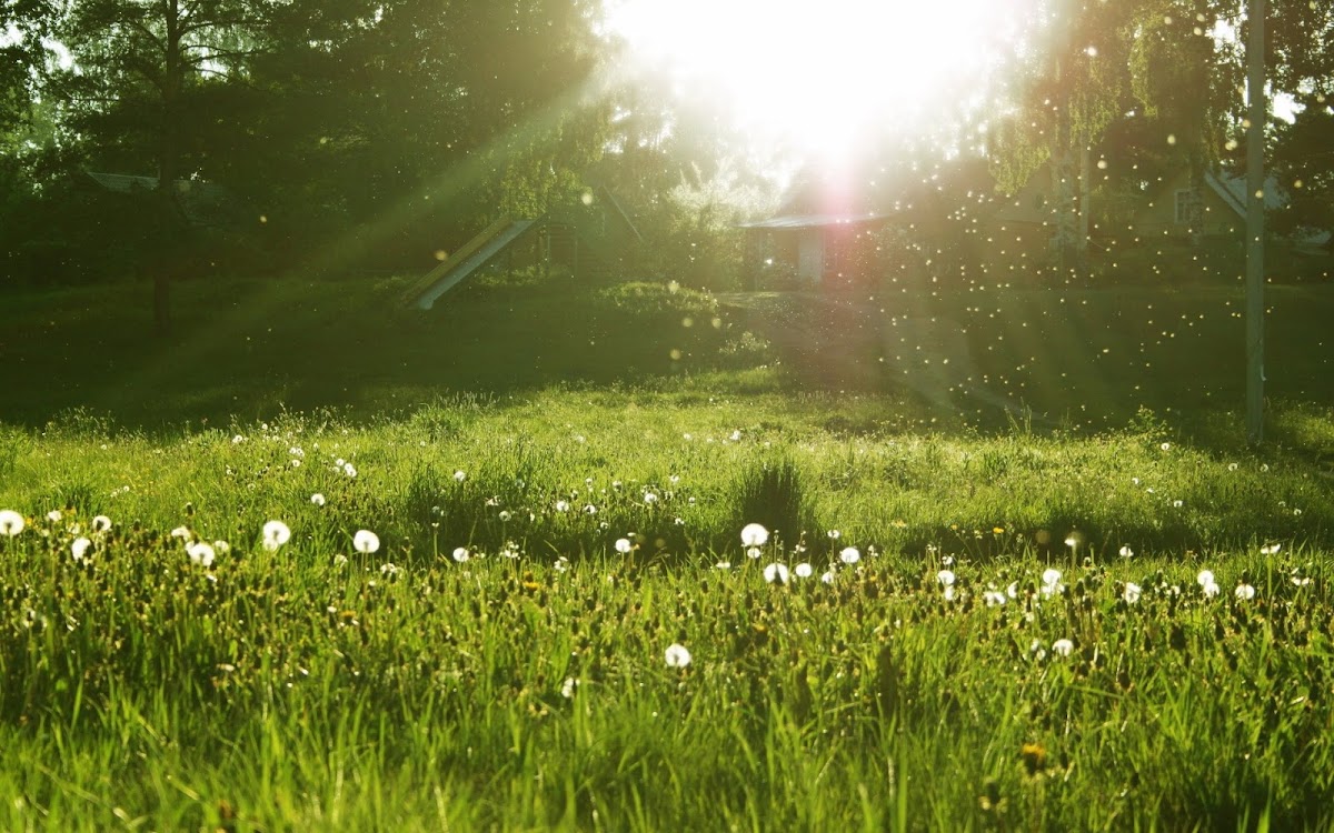 Morning Sunlight Widescreen Wallpaper 