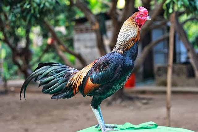 Ciri Induk Ayam Bangkok Jantan-Betina Unggulan ...