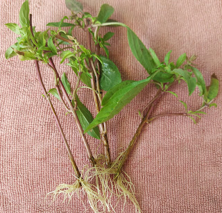 九層塔剪下粗壯的莖，除去下方葉片及花蕊插水中，三星期即可發根定植。