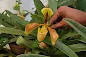 Paphiopedilum villosum orchid plant care and culture