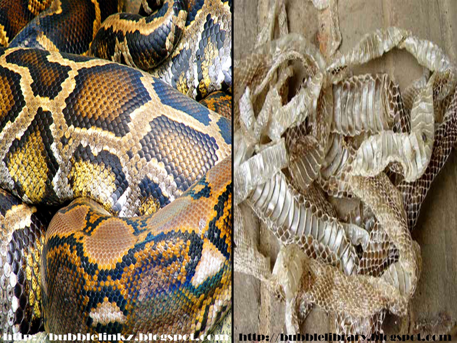 b u b b l e l i b r a r y: when do snakes shed their skins?