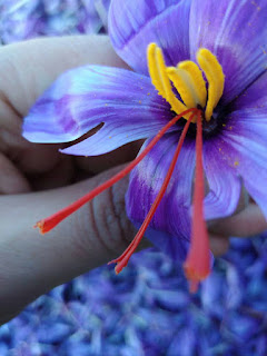 What is the primary use of saffron?