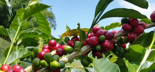 Hechos del café: los diferentes tipos de granos de café