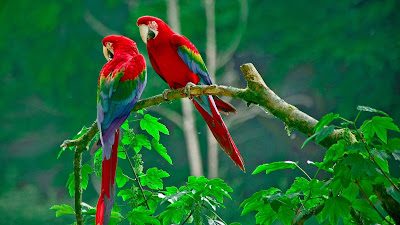 parrot-couple-whing-u-good-morning-wallpapers