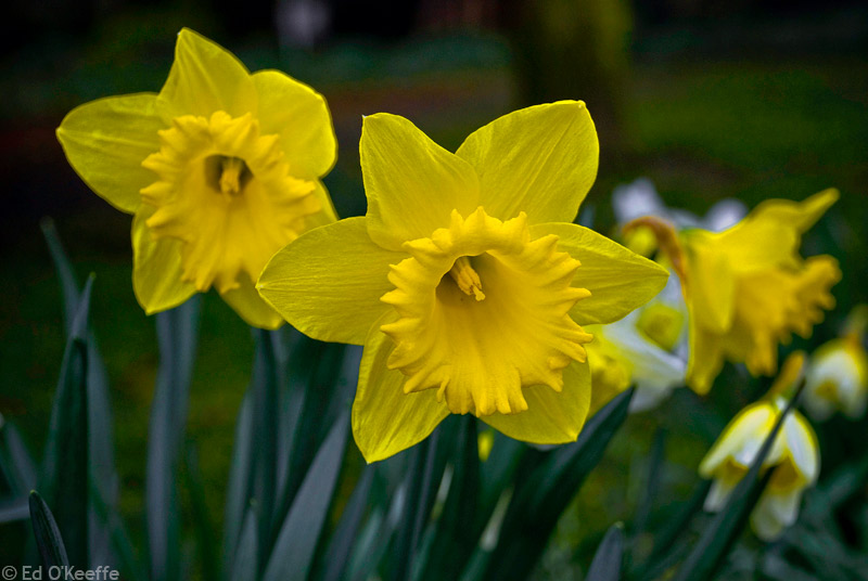 Daffodil flowers belong to the Amaryllidaceae family and the genus ...
