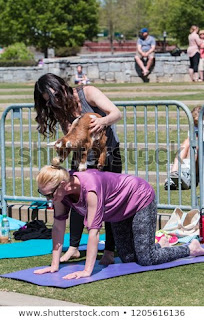 goat yoga images