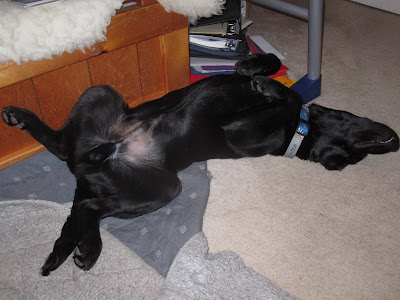 4 month old black lab puppy Romero is sleeping on his back underneath a desk. His back half is lying on a large grey blanket, with his head and shoulders on the white carpet. His neck is stretched back showing his blue and gray Blue Jays collar, and his mouth is very slightly open, showing his pearly white teeth. His front arms are held up by his chest like a hopping kangaroo. His back legs are sprawled open showing his little bare belly. Also underneath the desk are a big wooden chest and a stack of binders and paper.