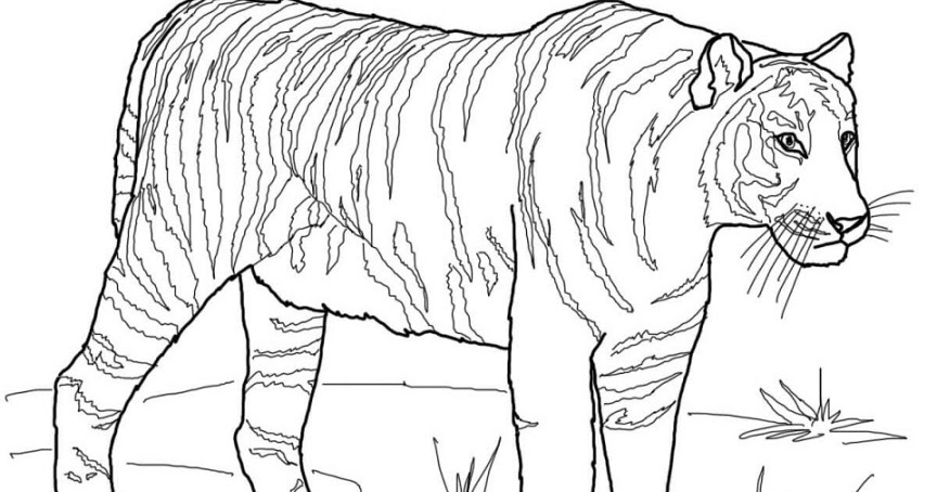 Berikut Gambar Sketsa Hitam Putih Mewarnai Harimau Terbaru 